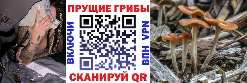 где продают   Жирновск  Галлюциногенные грибы Psilocybe 